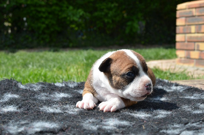 Du Temple De Cilaos - Staffordshire Bull Terrier - Portée née le 07/04/2022