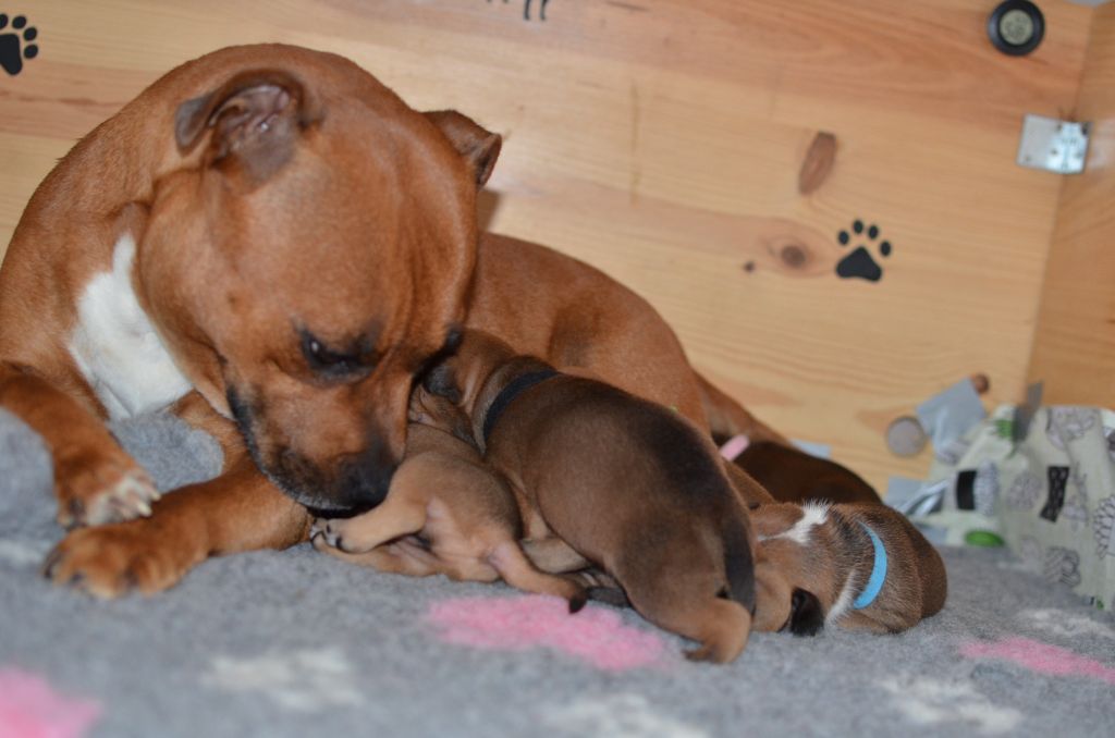 chiot Staffordshire Bull Terrier Du Temple De Cilaos