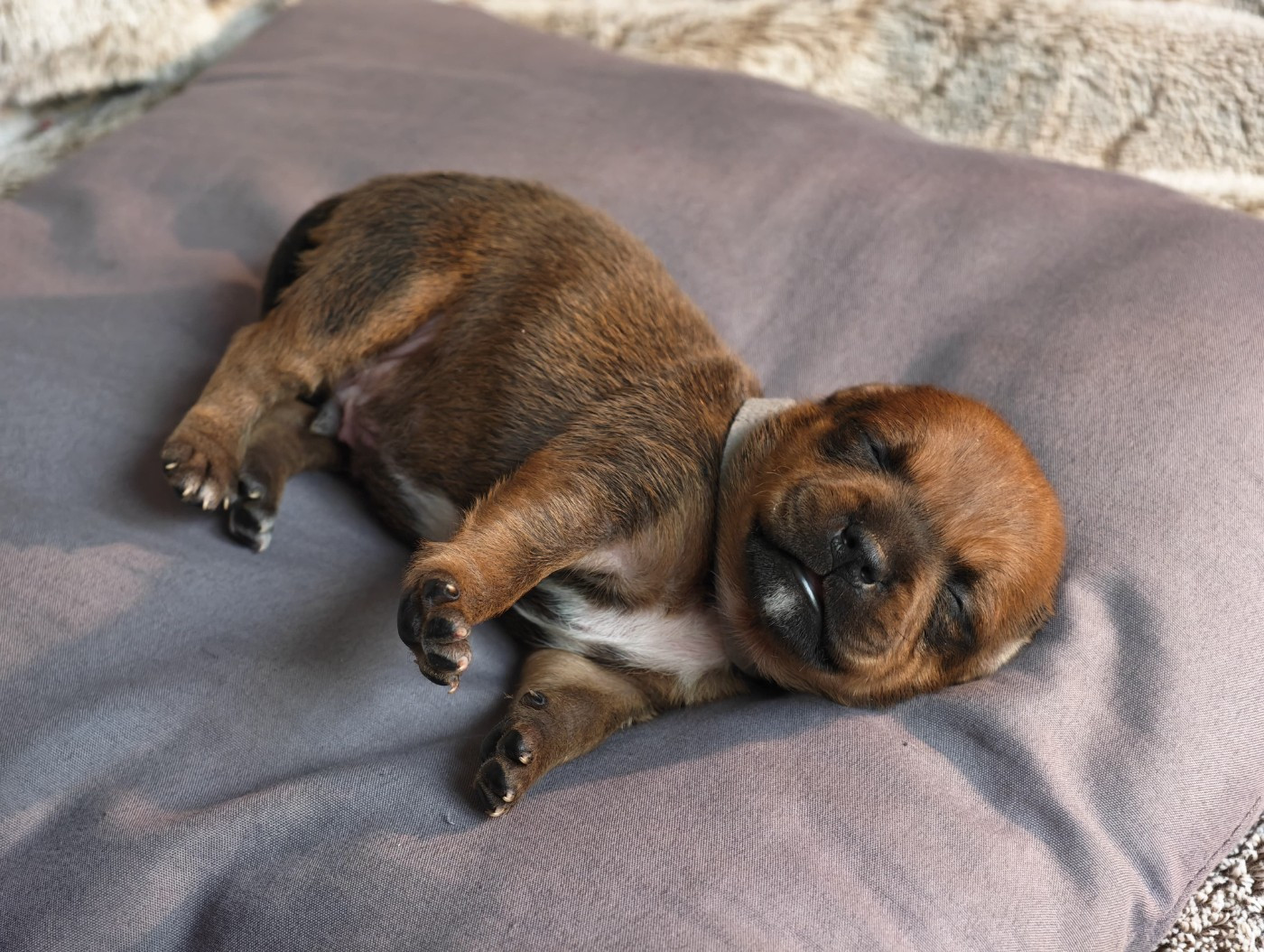 Du Temple De Cilaos - Chiots disponibles - Staffordshire Bull Terrier