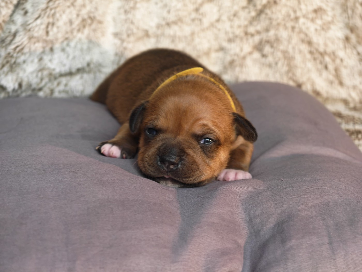 Du Temple De Cilaos - Chiots disponibles - Staffordshire Bull Terrier