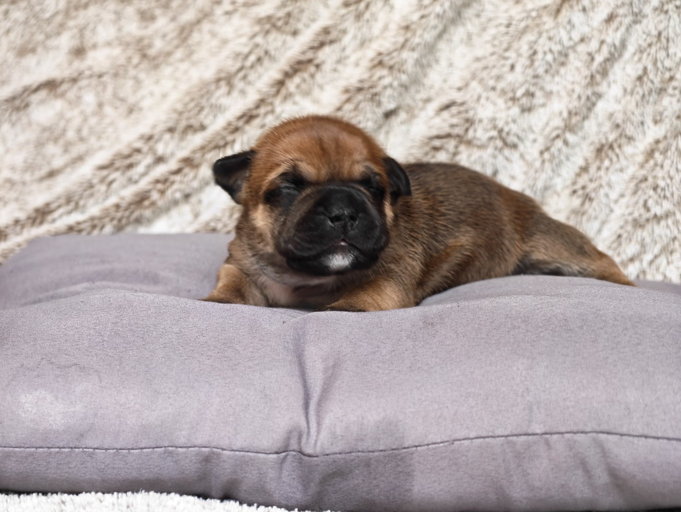 Du Temple De Cilaos - Chiots disponibles - Staffordshire Bull Terrier