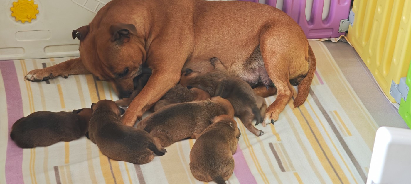 Chiot Staffordshire Bull Terrier Du Temple De Cilaos